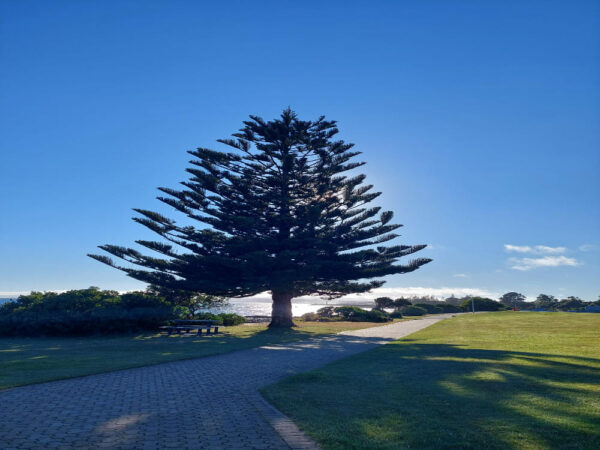 Park in Devonport