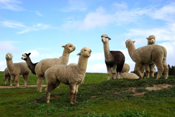 Alpakas