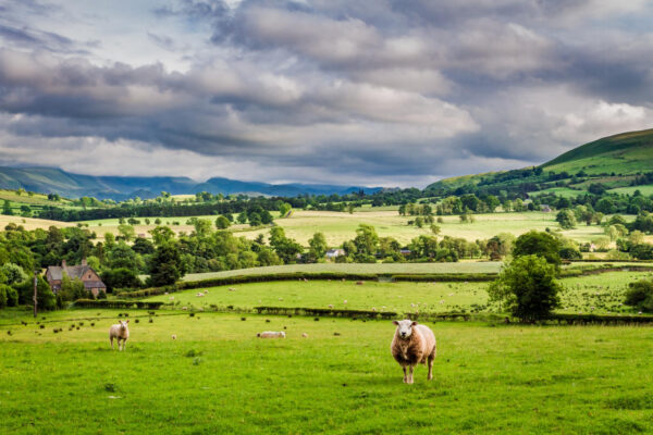 Farmstay