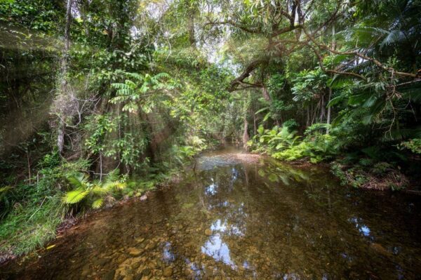 Fluss durch den Daintree-Tropenregenwald