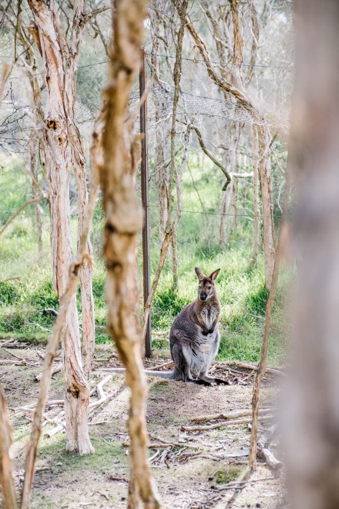 Wallaby im Wald