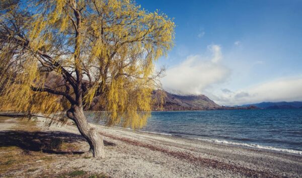Lake Wanaka in Otago