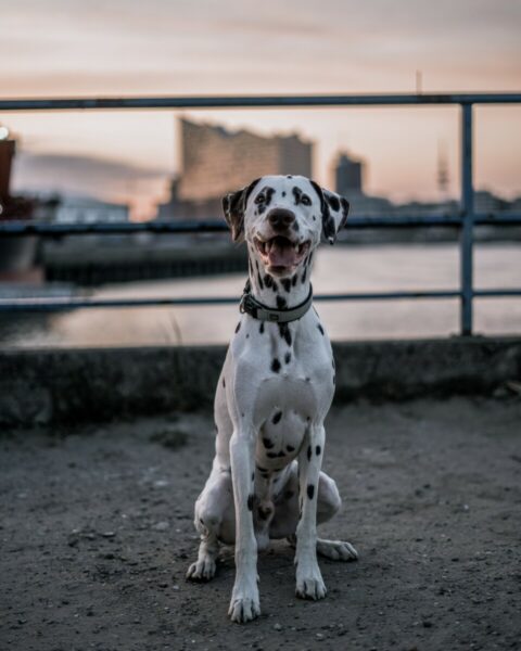 Koda